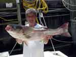 2004 striped Bass Photos